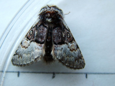 Nut-tree Tussock